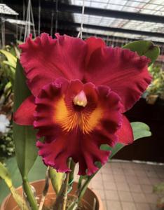 Rhyncholaeliocattleya Chief Emperor