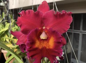 Rhyncholaeliocattleya Chief Emperor