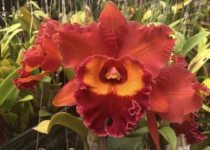 Rhyncholaeliocattleya Chief Emperor