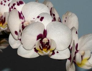 Phalaenopsis Tying Shin Fantastic World