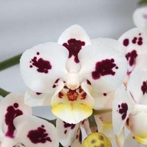 Phalaenopsis Tying Shin Fantastic World