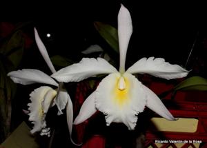 <i>Rhyncatdendrum</i> Siempre Tú