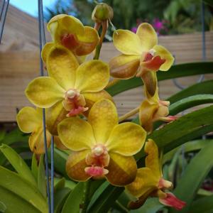 <i>Vanda</i> Sukontharat