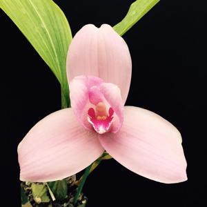 Lycaste Nagai International