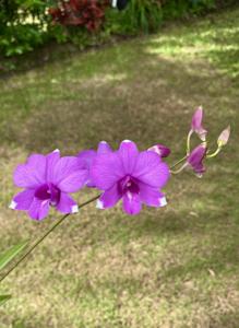 Dendrobium Pearl Vera