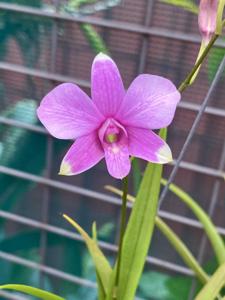 Dendrobium Pearl Vera