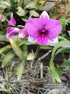 Dendrobium Pearl Vera