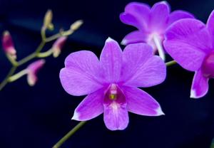 Dendrobium Pearl Vera