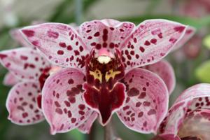 Cymbidium Splatter Magic