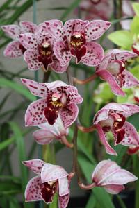 Cymbidium Splatter Magic