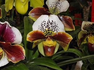 Paphiopedilum Enzan Kitty