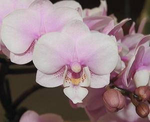 Phalaenopsis Lung-An Mist Pink