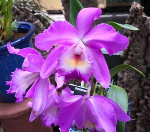 Cattleya Michelle Obama