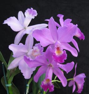 Cattleya Michelle Obama