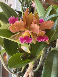 Rhyncholaeliocattleya Akiko Sato