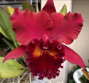 Rhyncholaeliocattleya Taeko Tamaki