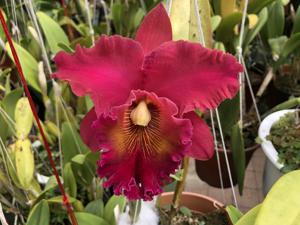 Rhyncholaeliocattleya Taeko Tamaki