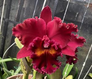 Rhyncholaeliocattleya Taeko Tamaki