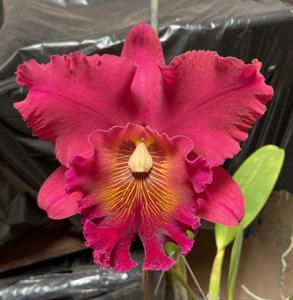 Rhyncholaeliocattleya Taeko Tamaki