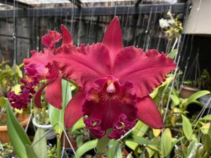 Rhyncholaeliocattleya Kaoru Suzuki