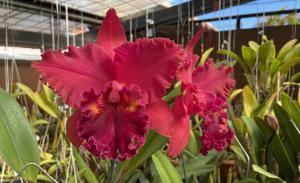 Rhyncholaeliocattleya Kaoru Suzuki