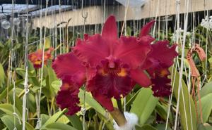 Rhyncholaeliocattleya Kaoru Suzuki