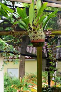 Grammatophyllum Jumbo Grand