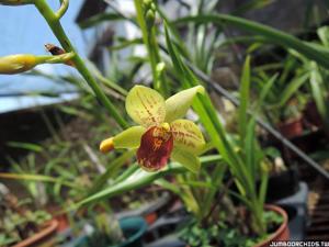 <i>Cyrtogramcymbidium</i> Jumbo Medusae