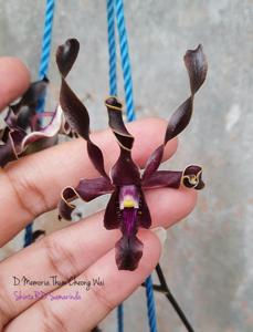 Dendrobium Memoria Thum Cheong Wai