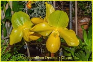 Paphiopedilum Demmel's Gigant