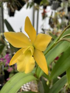 <i>Enanthleya</i> Golden Sunburst