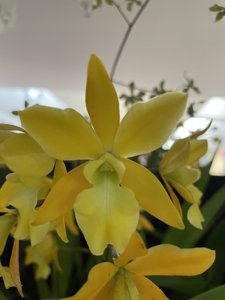 Enanthleya Golden Sunburst