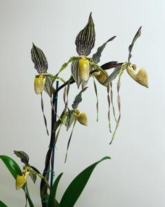 Paphiopedilum Crouching Tiger