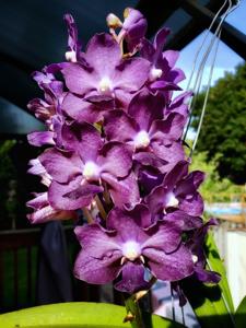 Vandachostylis Sasicha