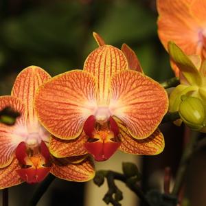 Phalaenopsis Hong-Pin Gold