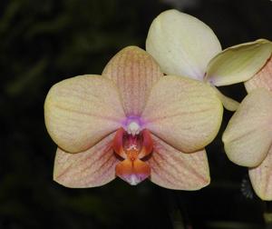 Phalaenopsis Ark's Green Angel