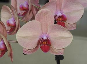 Phalaenopsis Ark's Green Angel