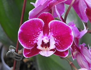 Phalaenopsis Fuller's Light