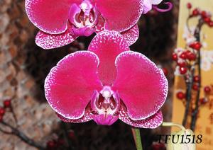 Phalaenopsis Fusheng Purple Velvet-Mount