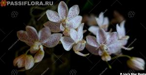 Phalaenopsis Liu's Star Dusts