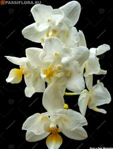 Phalaenopsis Liu's Pale Micholitz