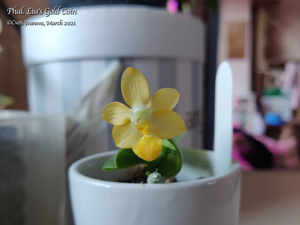 Phalaenopsis Liu's Gold Coin