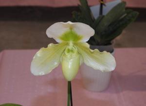 Paphiopedilum Doctor Brian Edwards Incharm