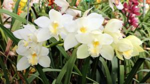 Cymbidium Kulnura Snow