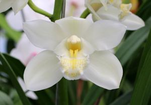 Cymbidium Kulnura Snow