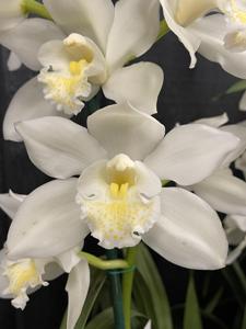 Cymbidium Kulnura Snow