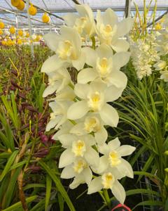 Cymbidium Kulnura Snow