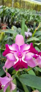 Cattleya Deb Franklin