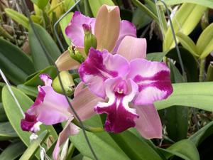 Cattleya Deb Franklin