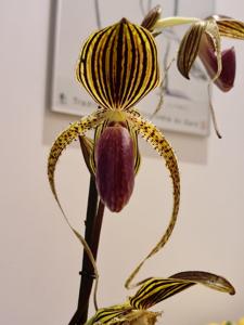 Paphiopedilum Hung Sheng Eagle